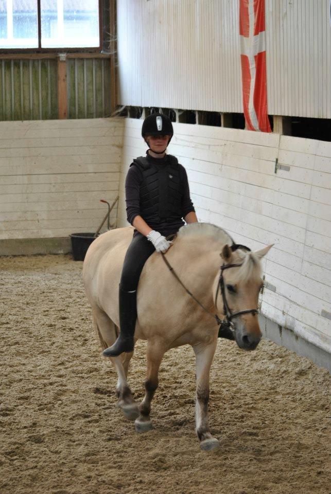 Fjordhest Annabell billede 8