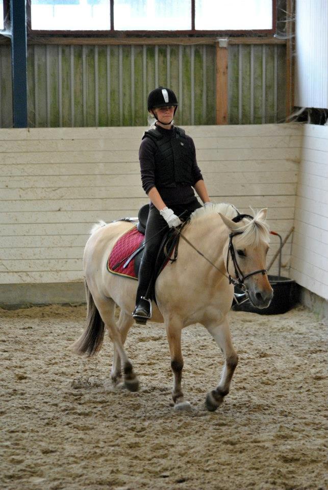 Fjordhest Annabell billede 9