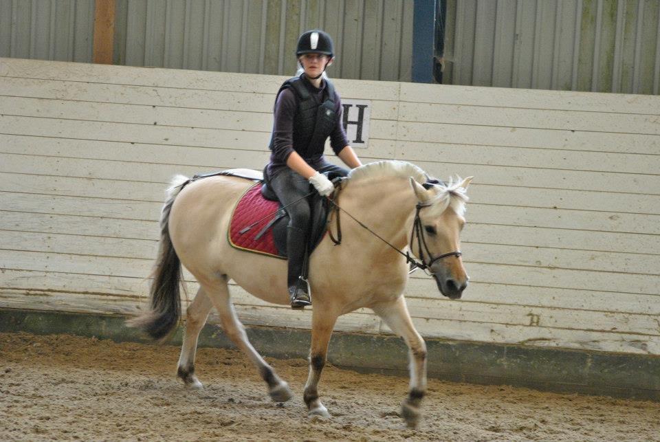 Fjordhest Annabell billede 10