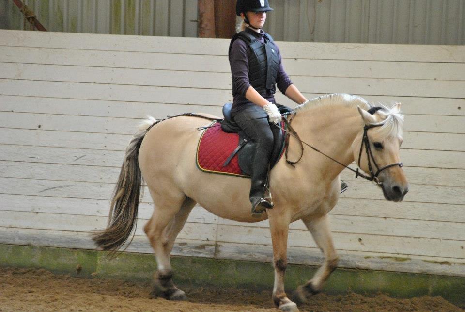 Fjordhest Annabell billede 11