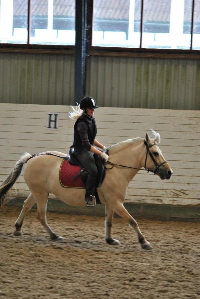 Fjordhest Annabell billede 12