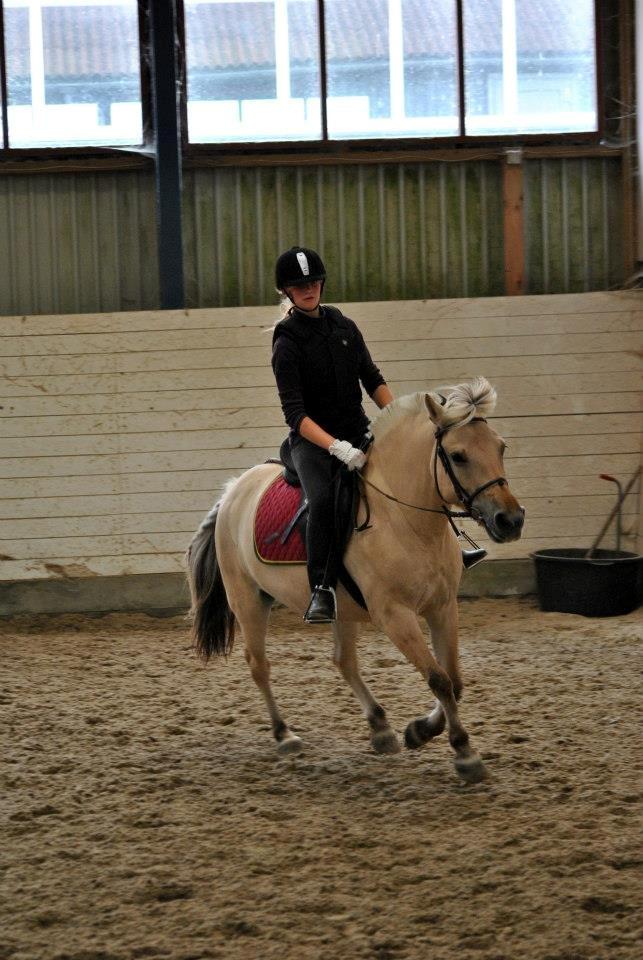 Fjordhest Annabell billede 13