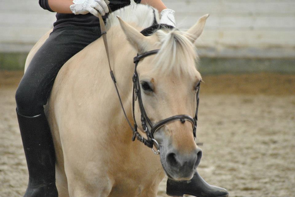 Fjordhest Annabell billede 14