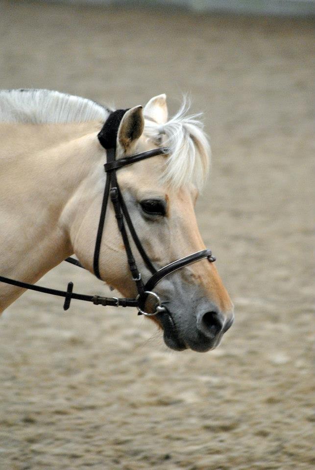 Fjordhest Annabell billede 16