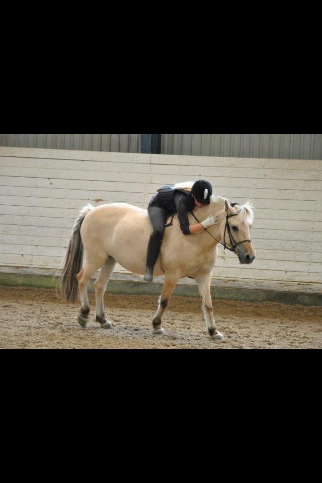 Fjordhest Annabell billede 17