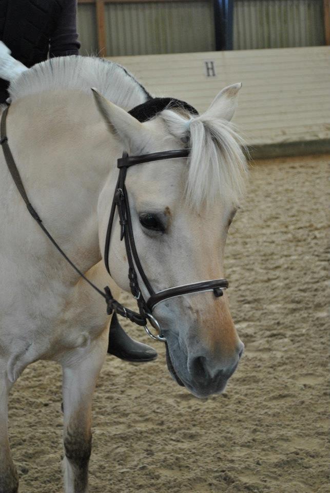 Fjordhest Annabell billede 18