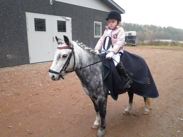 Welsh Mountain (sec A) Sisse. Himmelhest.  - I kulden inden de skal ind og starte deres første stævne sammen.. billede 1