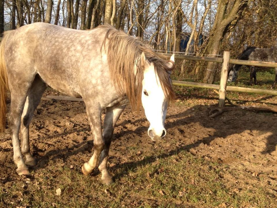 Arabisk fuldblod (OX) CA Nesco billede 2