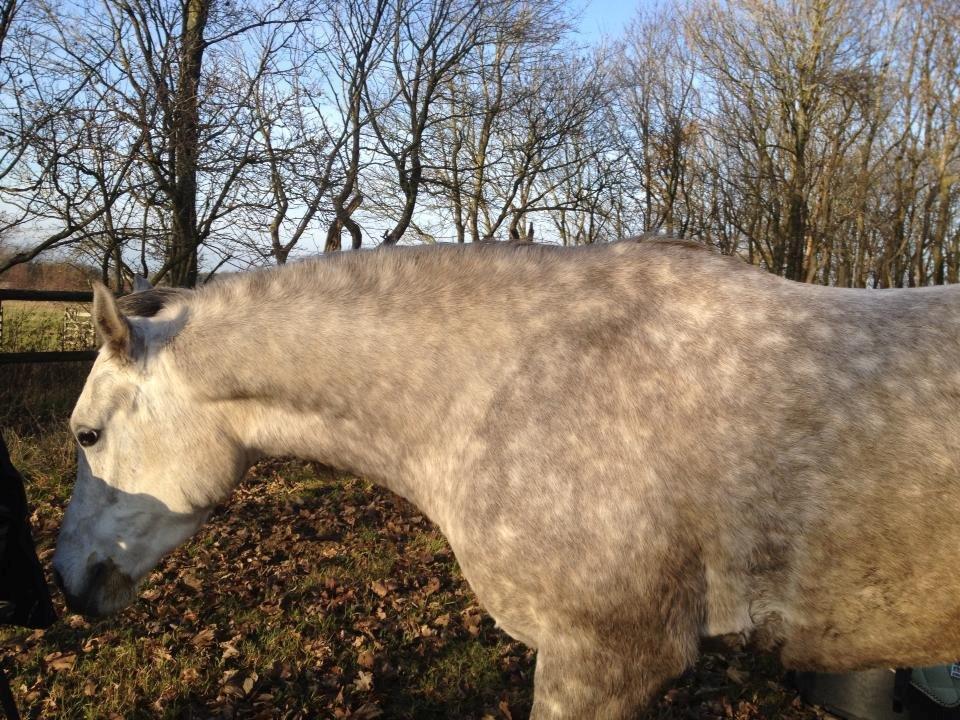 Arabisk fuldblod (OX) CA Nesco billede 4
