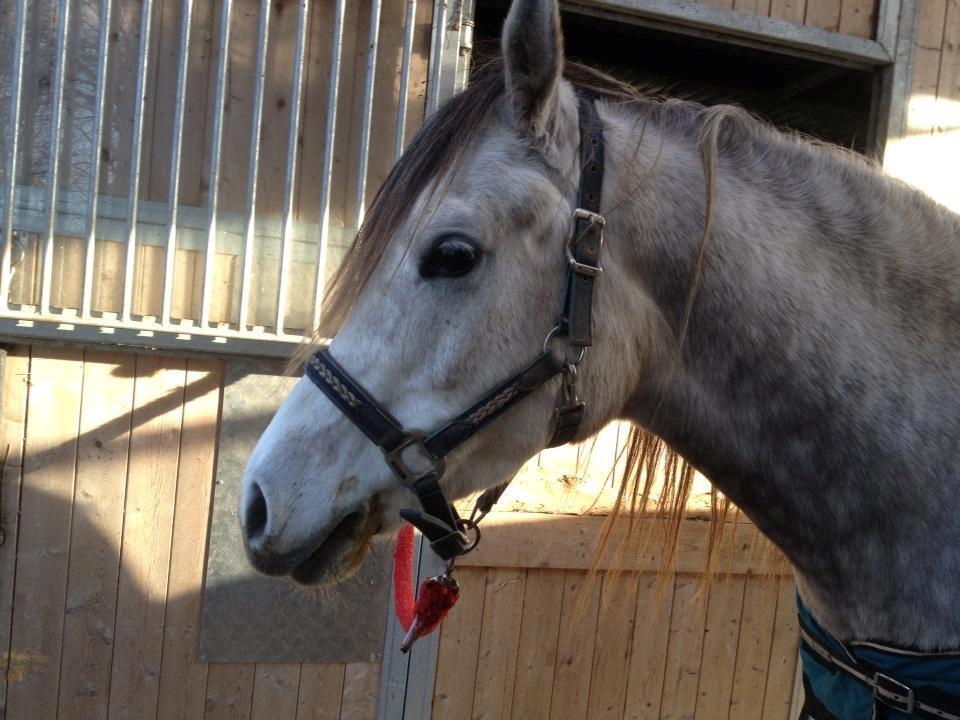 Arabisk fuldblod (OX) CA Nesco billede 5