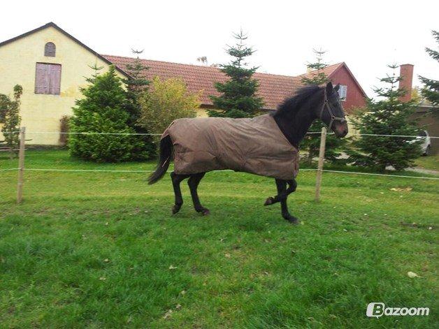 Dansk Varmblod Duet billede 9