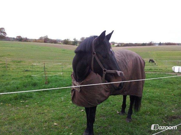 Dansk Varmblod Duet billede 3