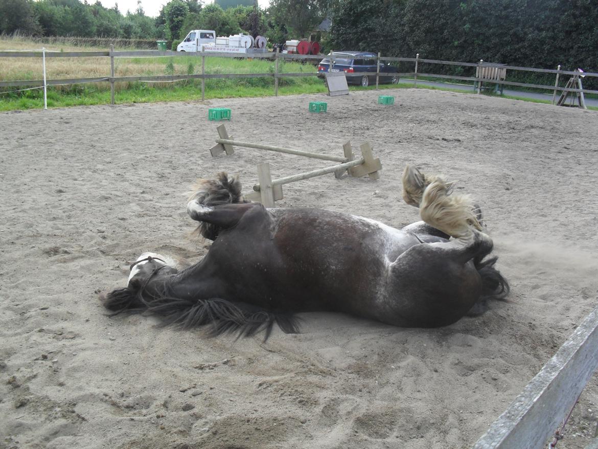 Irish Cob Næbbet´s Baldrian billede 1