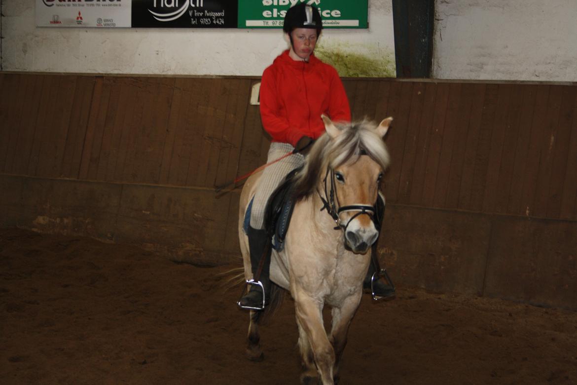 Fjordhest Toby [Har Redet] billede 17