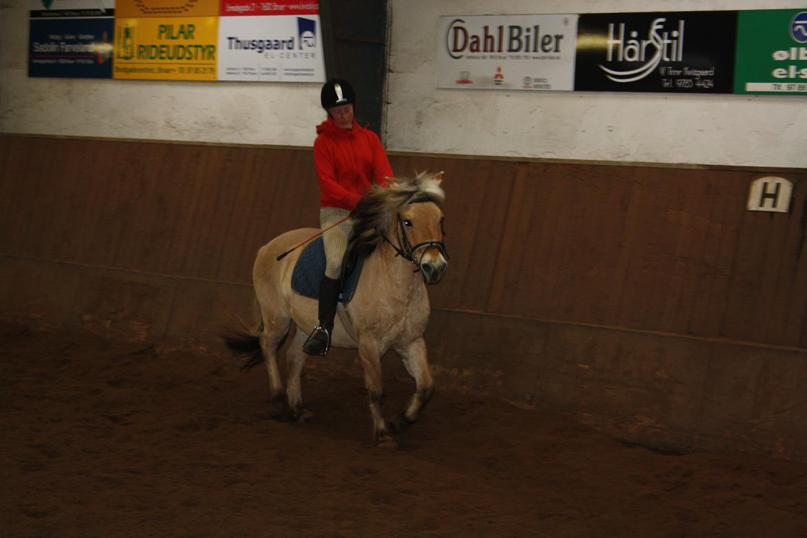 Fjordhest Toby [Har Redet] billede 12