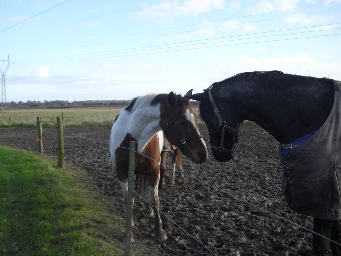 Anden særlig race Xelon - På fold - Vi hilser på Wanessa :-) Foto: Mig billede 6