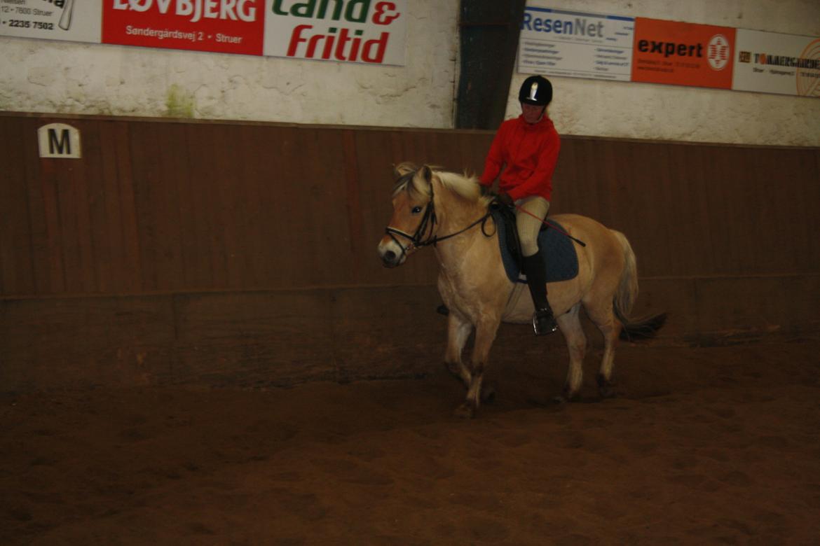 Fjordhest Toby [Har Redet] billede 19