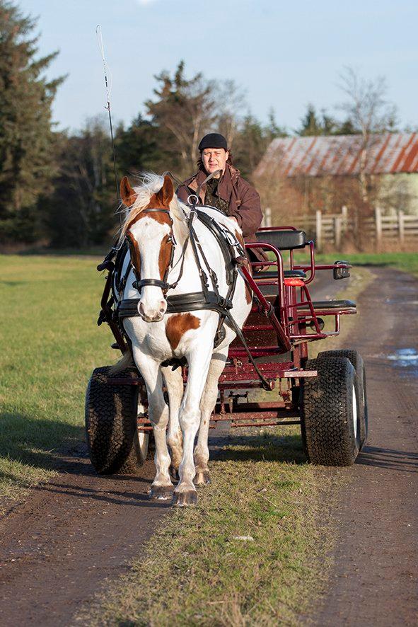 Pinto Blue Eyed Apache billede 17