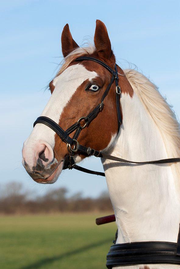 Pinto Blue Eyed Apache billede 4