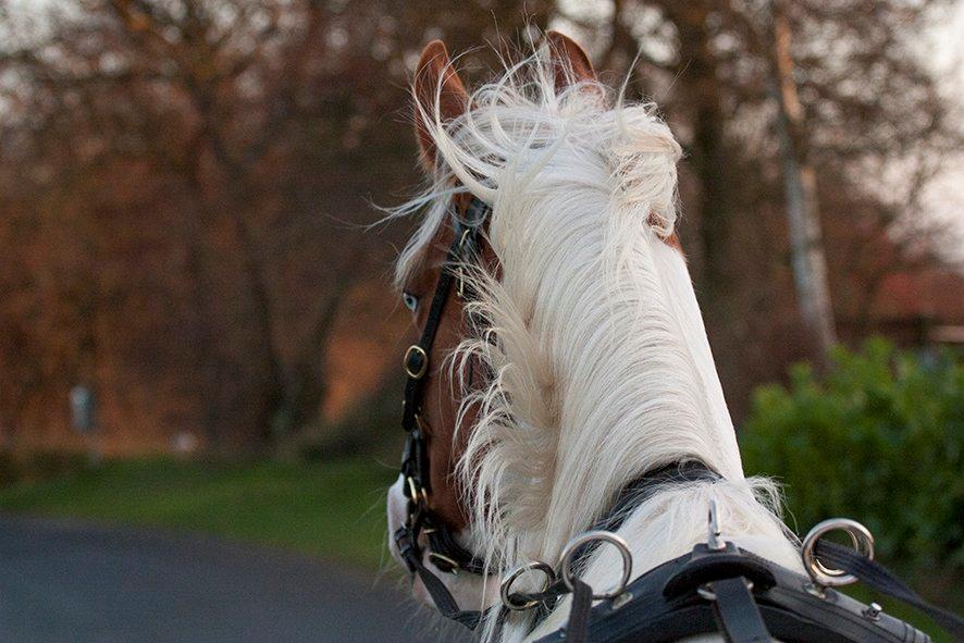 Pinto Blue Eyed Apache billede 18