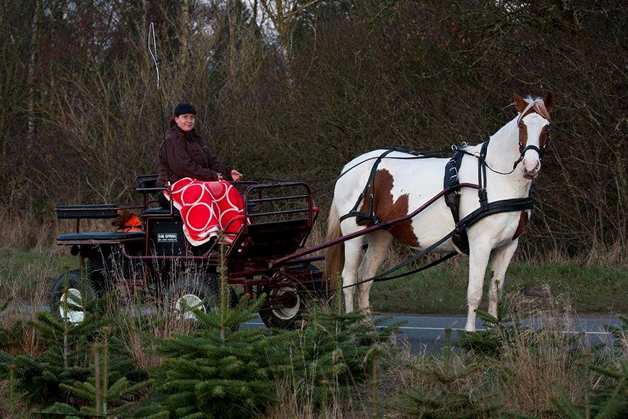 Pinto Blue Eyed Apache - Nu kan man rigtig begynde at se, der er følle i mavsen :) billede 19
