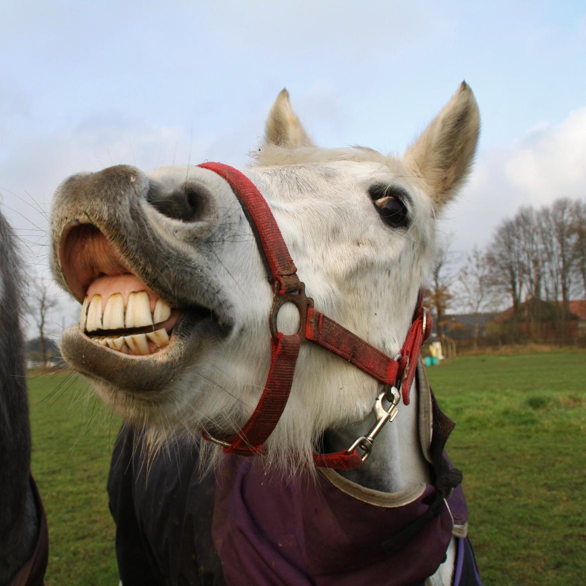 Anden særlig race Zoffi Games Pony <3 - SMIL <3 billede 20