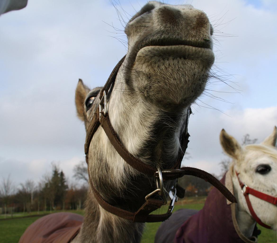 DSP Zulu RIP <3 - altså Zulu det der er ikke din pæne side heh :)<3 billede 1