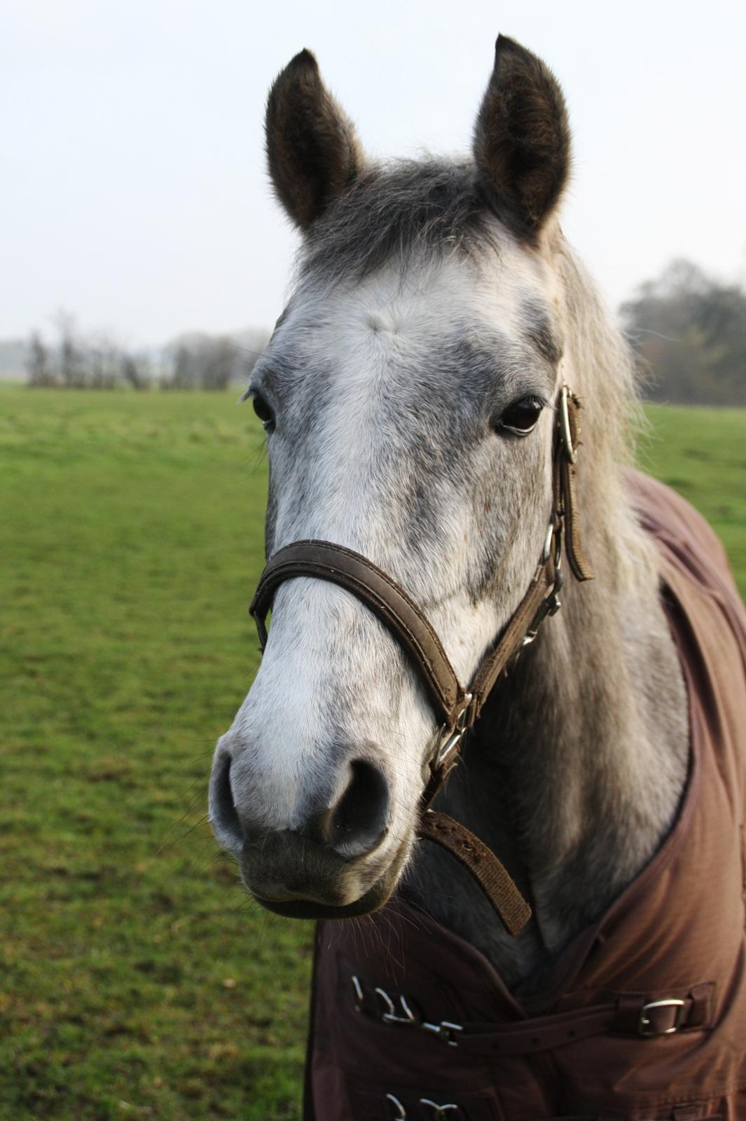 DSP Zulu RIP <3 - åhh smukke <3 billede 4