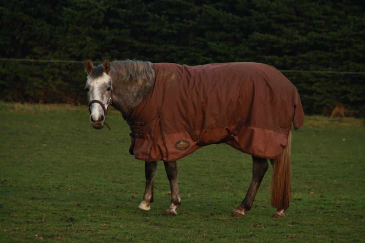 DSP Zulu RIP <3 - fold bumsen ;) <3 billede 20