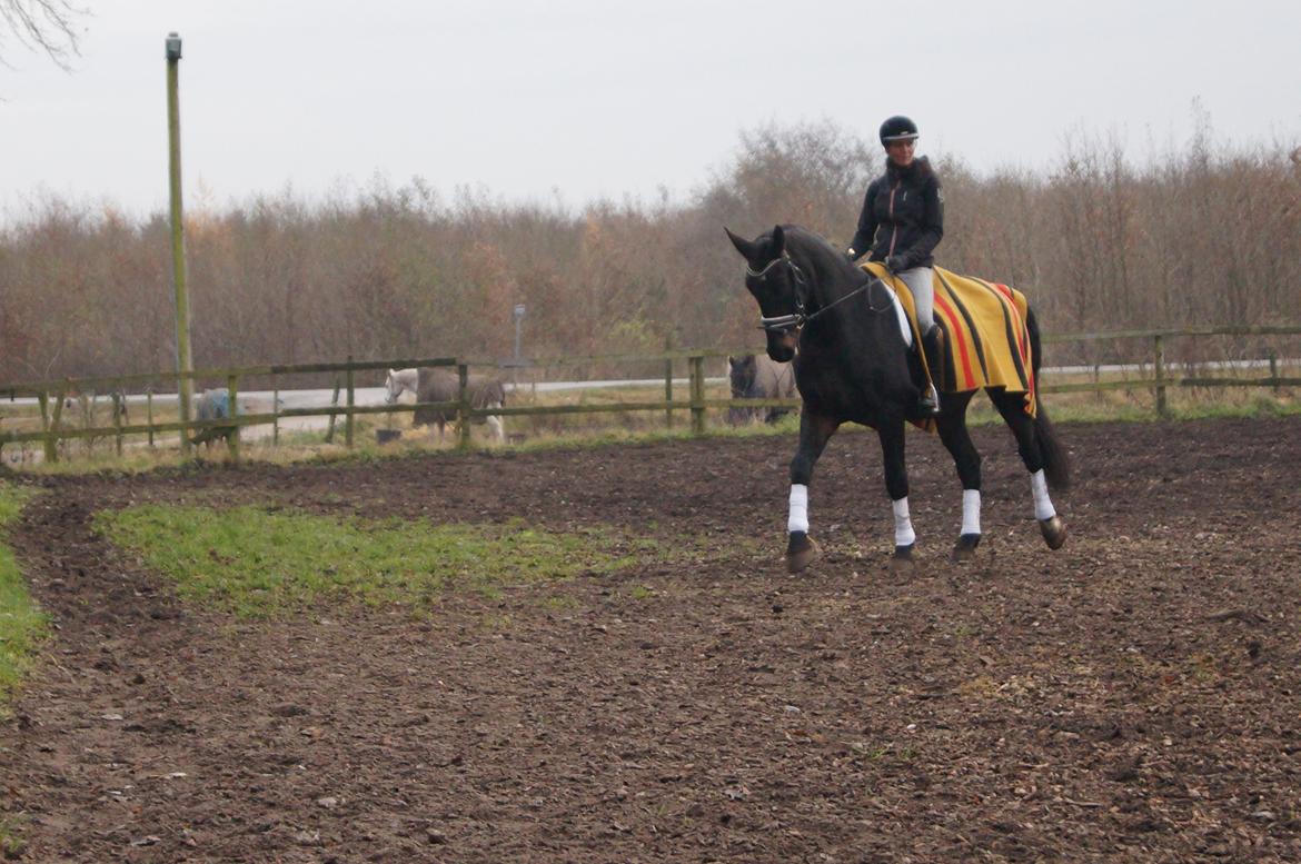 Oldenborg Ikaros - Nye ride billeder :-) fotograf: Camilla Gejl Bertelsen billede 11