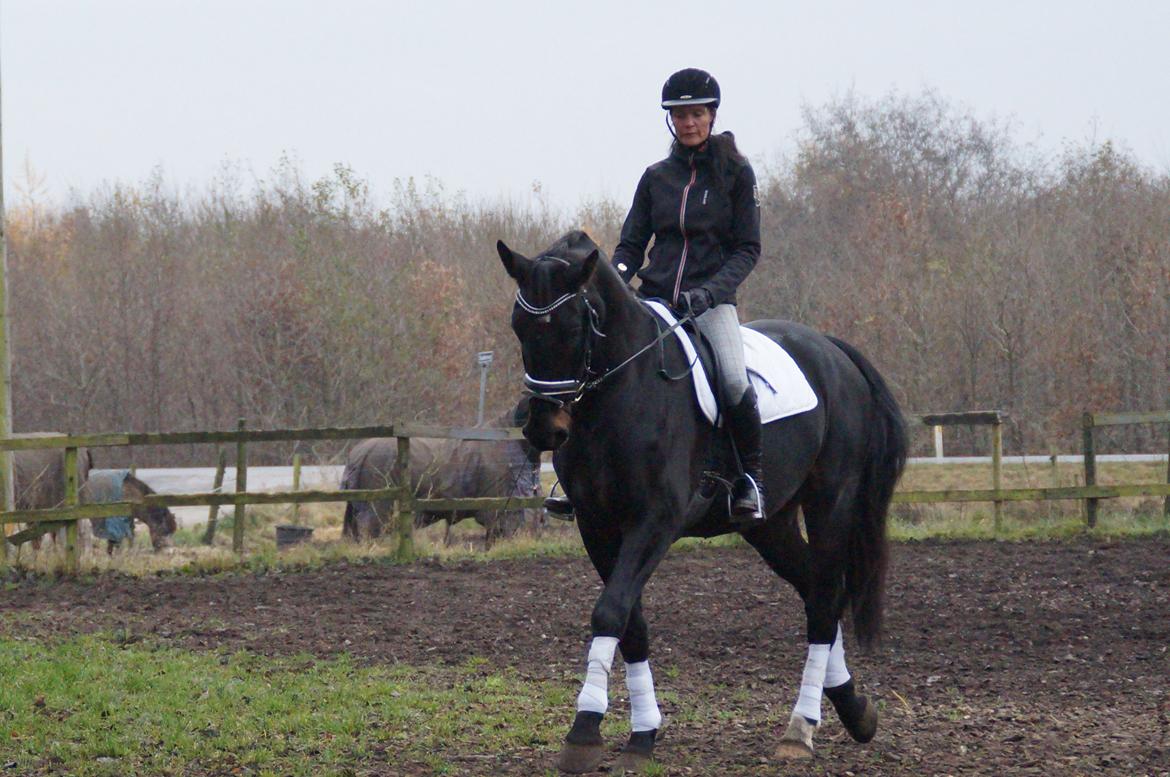 Oldenborg Ikaros - Nye ride billeder :)) fotograf : Camilla gejl Bertelsen billede 12