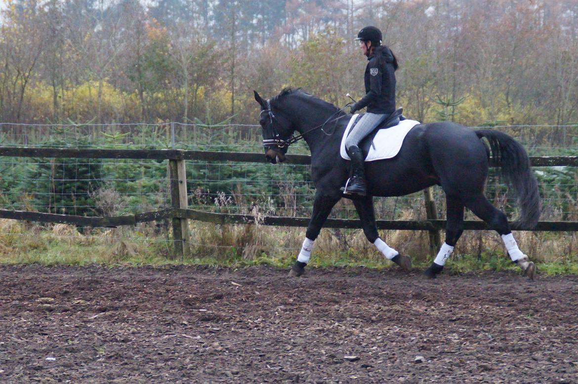 Oldenborg Ikaros - Fotograf Camilla gejl Bertelsen :) billede 13