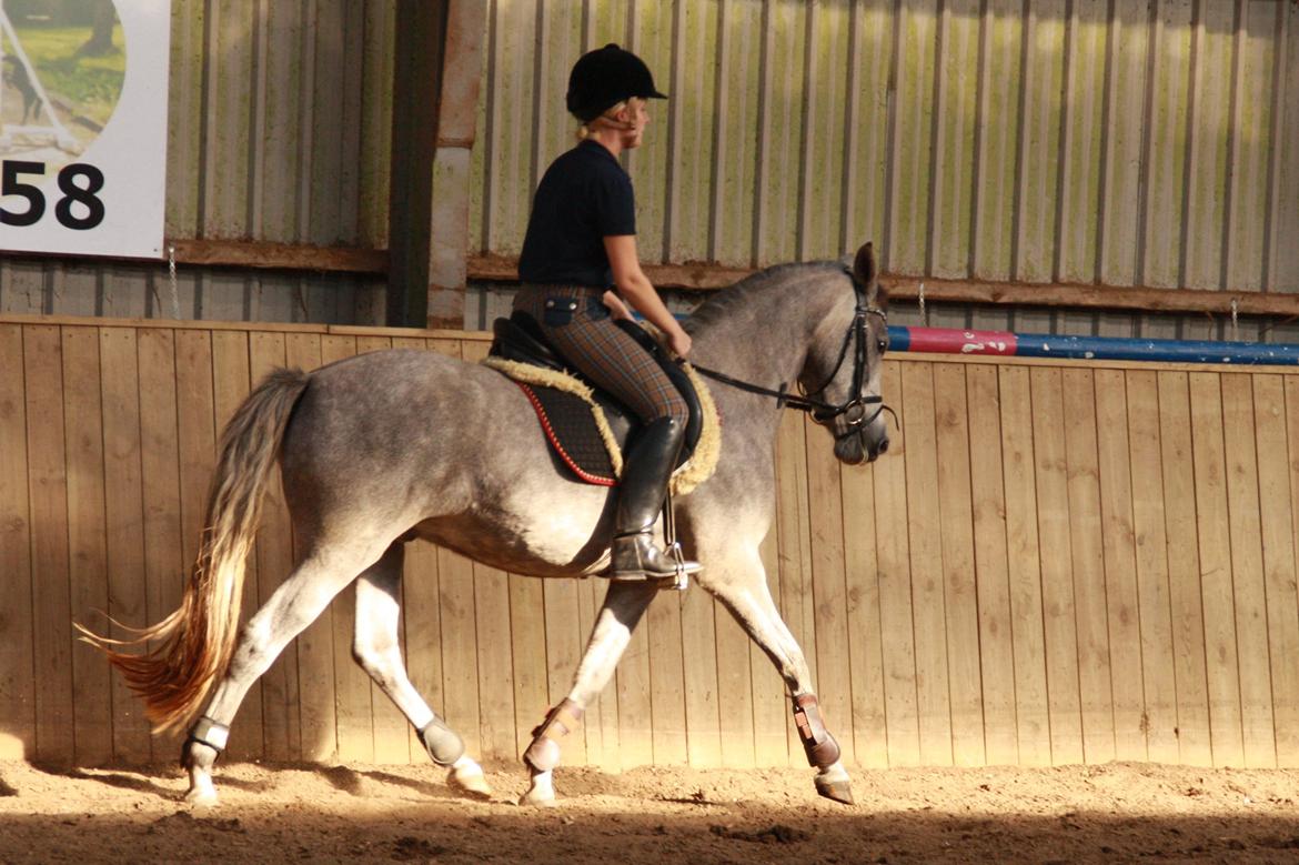 DSP Zulu RIP <3 - Zulu under rytter for 5 gang :)
(trav) billede 12