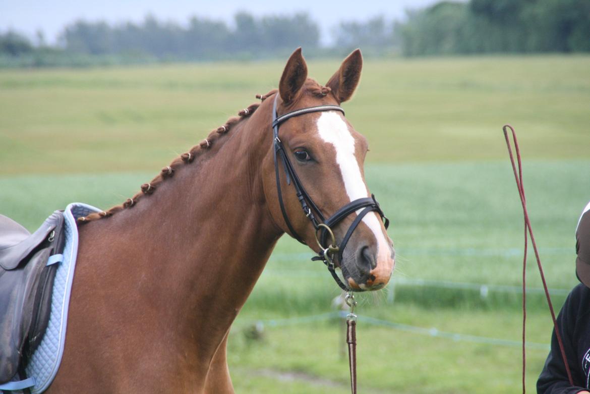 Dansk Varmblod Bucklands Kenai - så fin med rosenknupper <3 billede 2