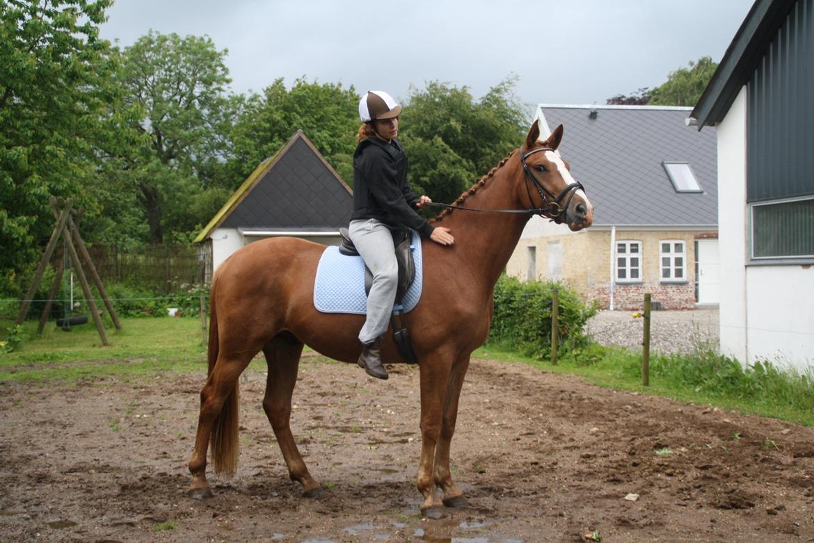 Dansk Varmblod Bucklands Kenai - første gang på ryggen af Kenai bassen <3 billede 4