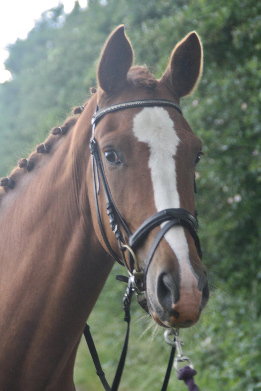 Dansk Varmblod Bucklands Kenai - Smukke <3 billede 7