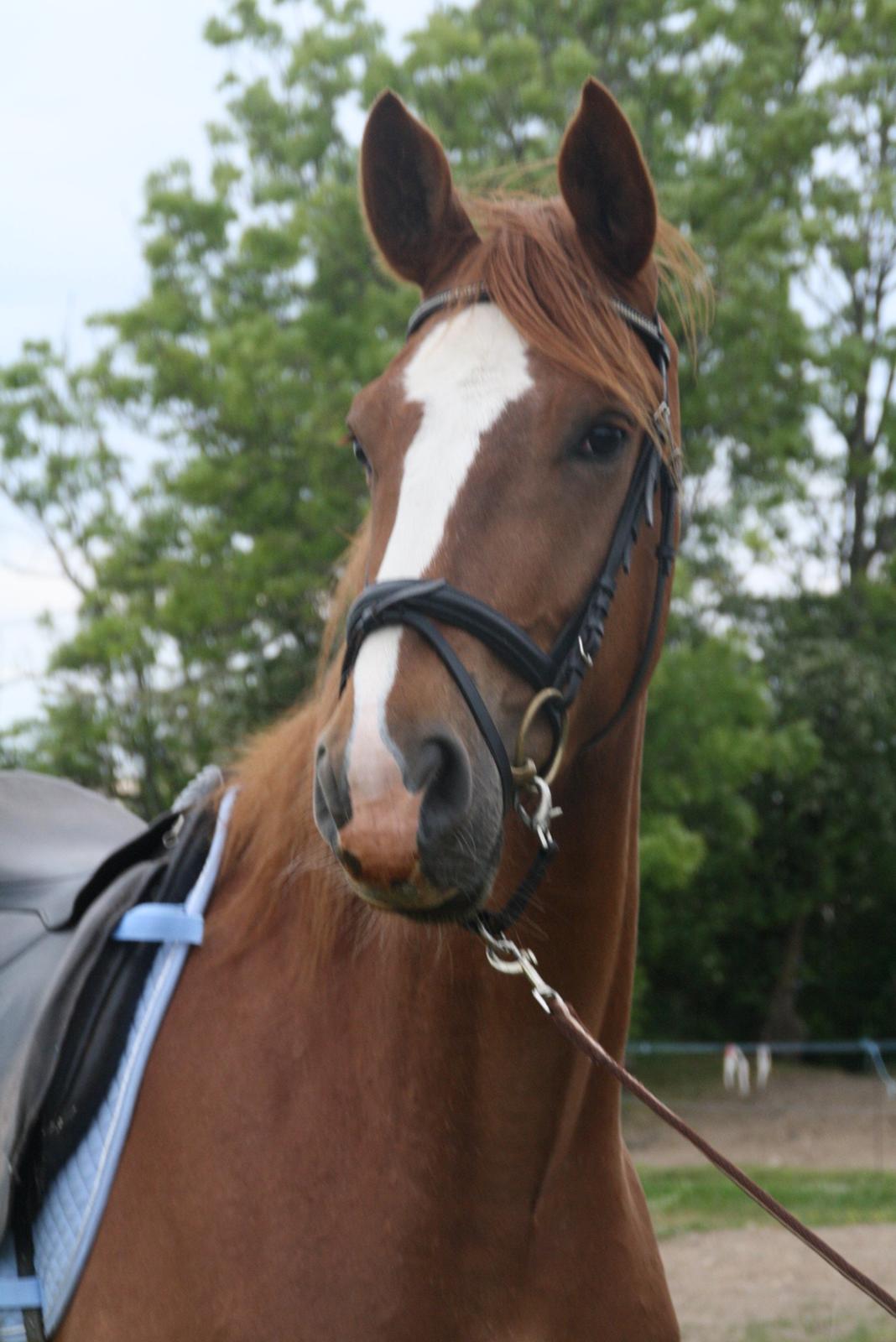 Dansk Varmblod Bucklands Kenai - første gang med sadel <3 billede 12