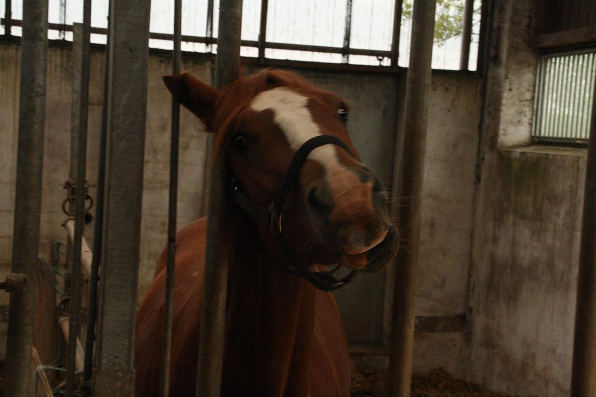 Dansk Varmblod Bucklands Kenai - du ser godt ud her flotte <3 billede 14