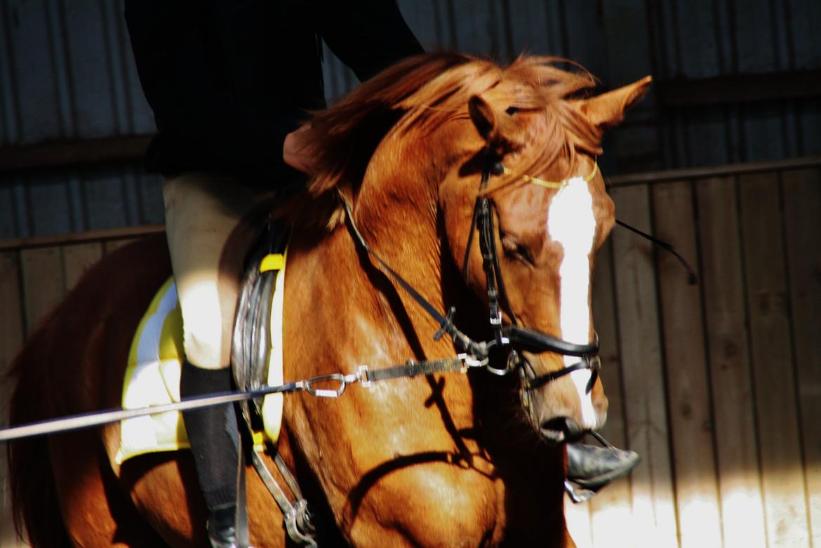 Dansk Varmblod Bucklands Kenai - første gang i longen på rideskolen <3 billede 15