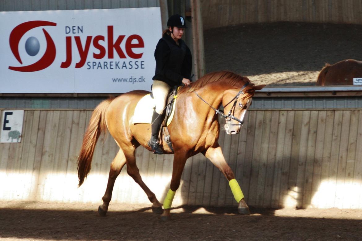 Dansk Varmblod Bucklands Kenai - første gang uden longe på ride skolen første gang på ride skolen så dygtig <3 billede 17