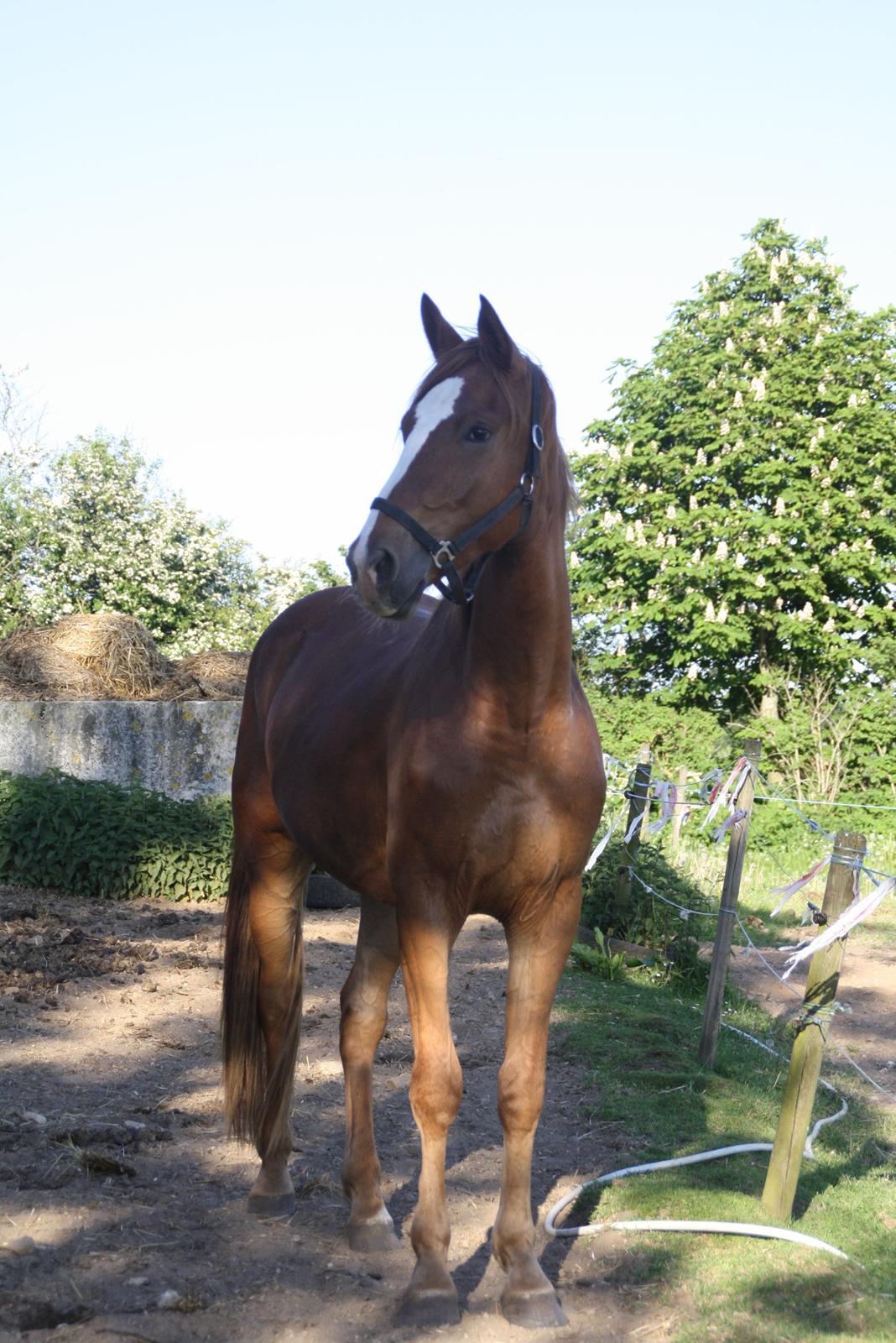 Dansk Varmblod Bucklands Kenai - lækker måsen <3 billede 8