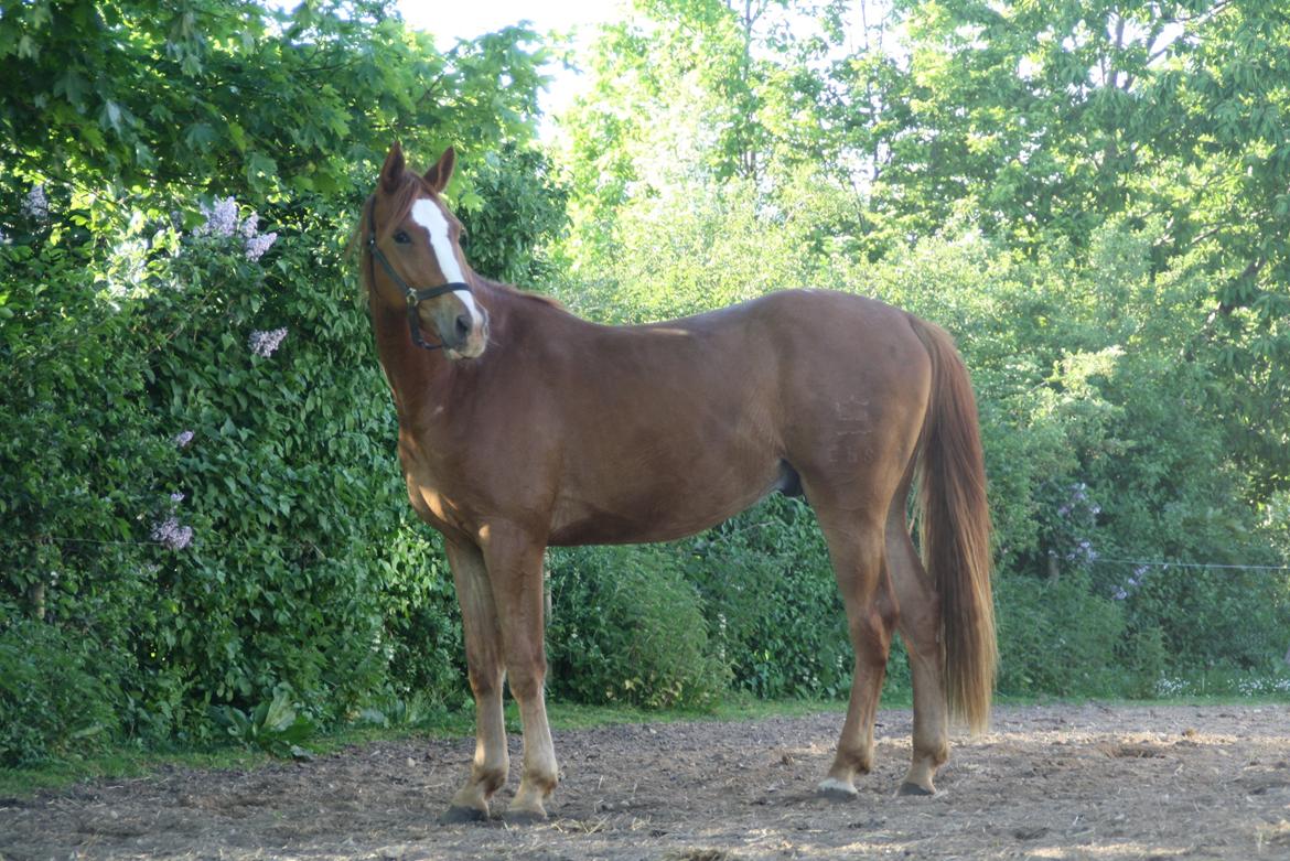 Dansk Varmblod Bucklands Kenai - åhh <3 billede 18