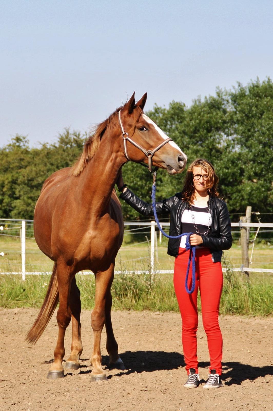 Dansk Varmblod Bucklands Kenai - smukke dig elsker dig <3 billede 13