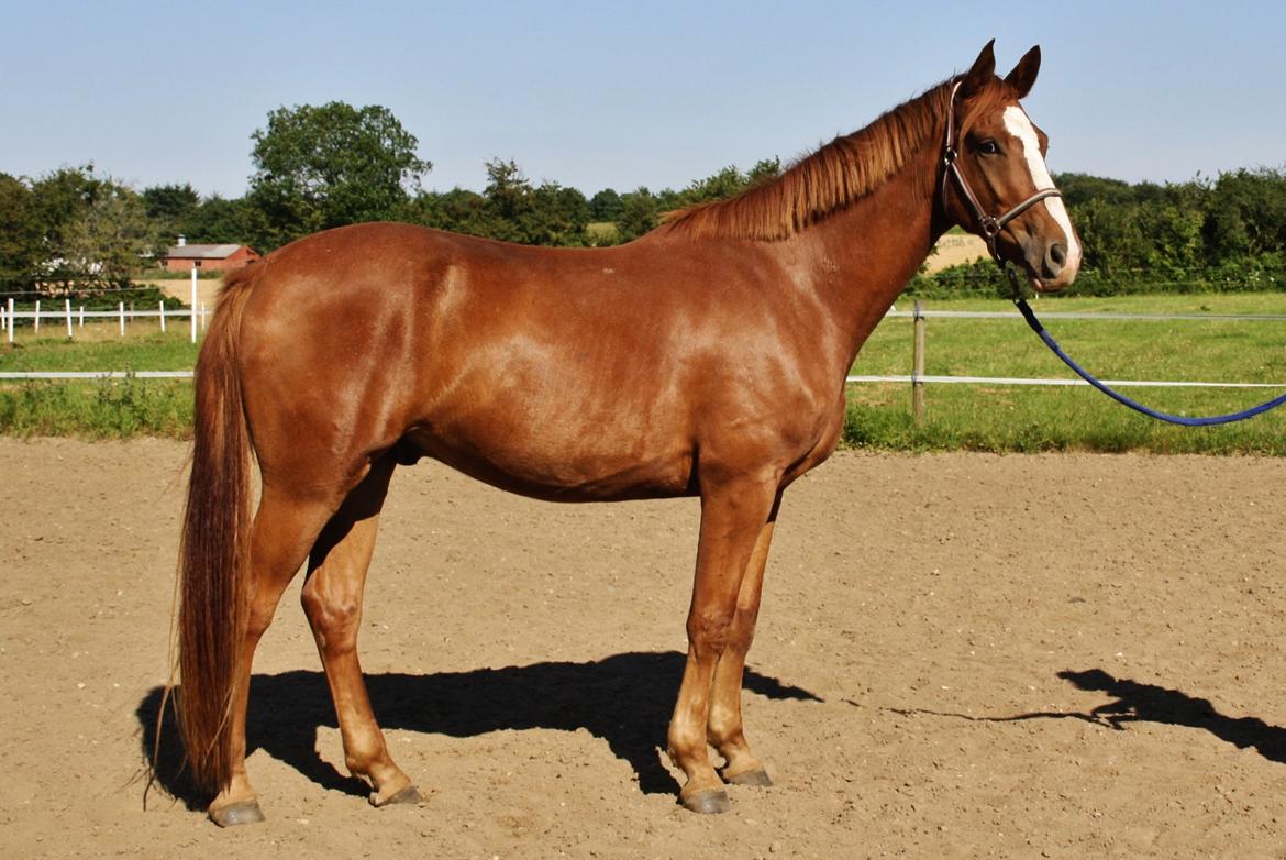 Dansk Varmblod Bucklands Kenai - lidt smuk <3 billede 20