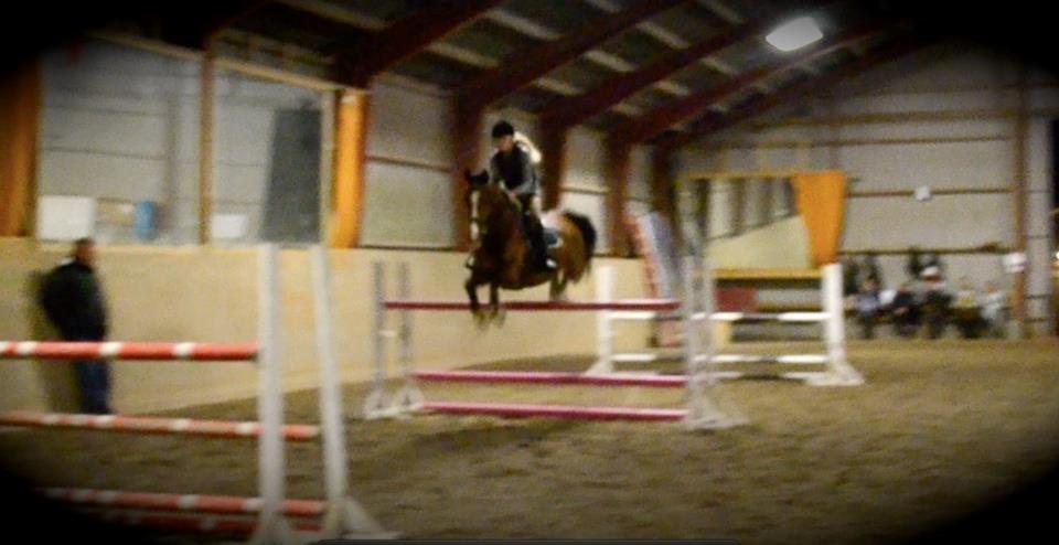 Belgisk varmblod Castelino Van Westleven - Træning med lillemanden <3 billede 4