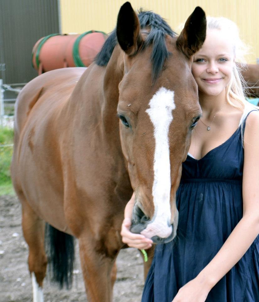 Belgisk varmblod Castelino Van Westleven billede 7