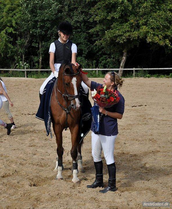 Belgisk varmblod Castelino Van Westleven billede 13