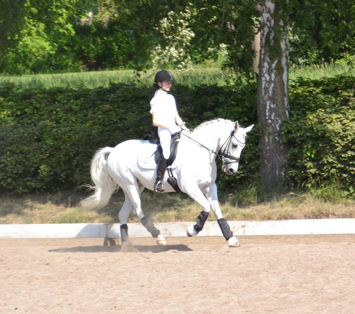 Tysk Sportspony My Fair Lady - Opvarmning KBH-mesterskabet på Holte billede 7