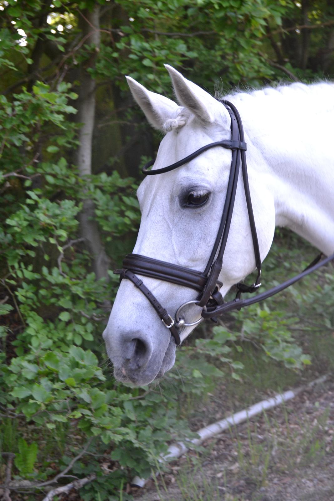 Tysk Sportspony My Fair Lady - Smukzak! <3 billede 10