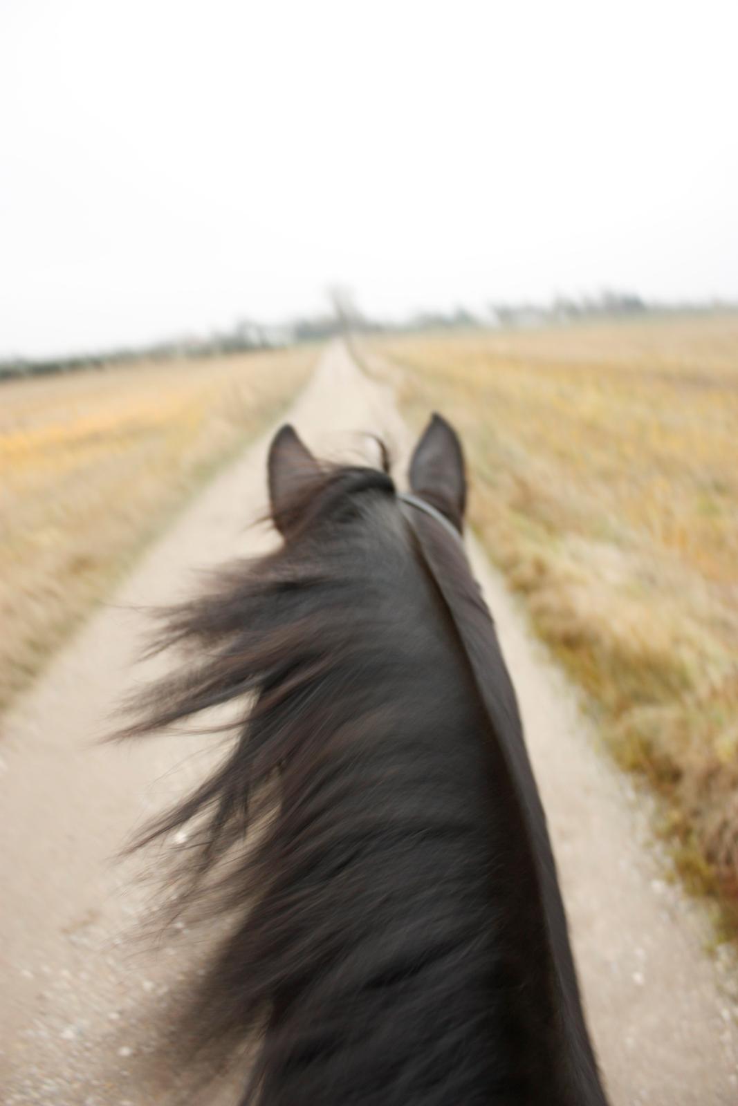 Schweres Warmblut Gero - På en meget kold morgen tur :)
D.17.11.12 - mig billede 19